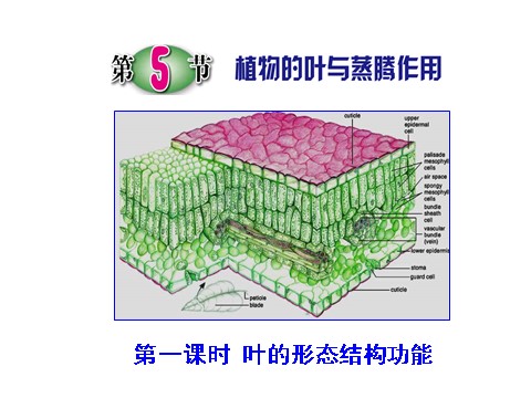 初二下册科学（教科版）新浙教版八年级科学精品4.5植物的叶与蒸腾作用ppt课件第1页