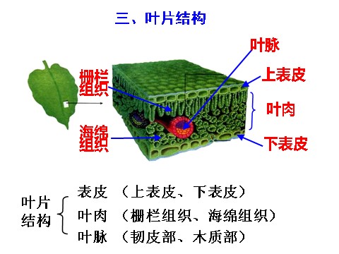 初二下册科学（教科版）新浙教版八年级科学精品4.5植物的叶与蒸腾作用ppt课件第10页