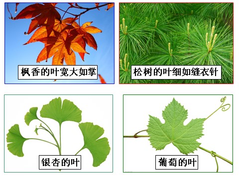 初二下册科学（教科版）新浙教版八年级科学精品4.5植物的叶与蒸腾作用ppt课件第5页