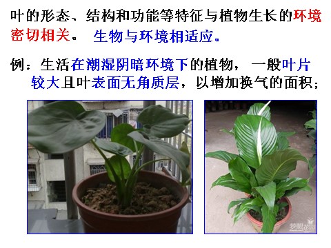 初二下册科学（教科版）新浙教版八年级科学精品4.5植物的叶与蒸腾作用ppt课件第6页