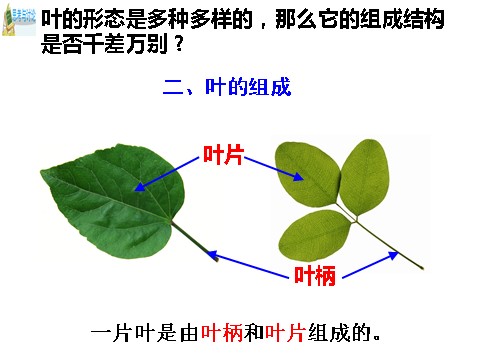 初二下册科学（教科版）新浙教版八年级科学精品4.5植物的叶与蒸腾作用ppt课件第8页