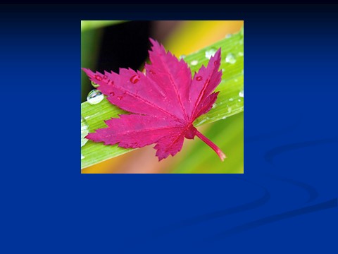 初二下册科学（教科版）新浙教版八年级科学原创4.5植物的叶与蒸腾作用ppt课件第5页