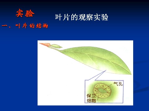 初二下册科学（教科版）新浙教版八年级科学原创4.5植物的叶与蒸腾作用ppt课件第7页