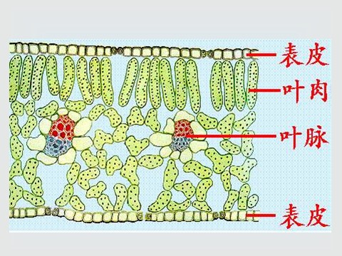 初二下册科学（教科版）新浙教版八下科学4.5植物的叶与蒸腾作用课件ppt第5页