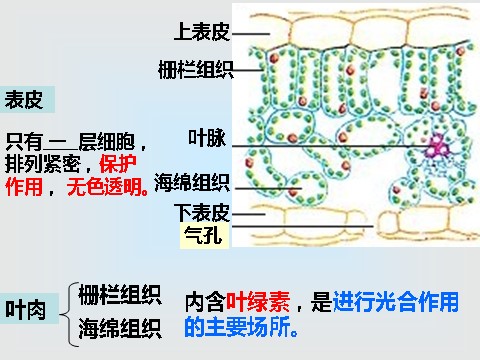 初二下册科学（教科版）新浙教版八下科学4.5植物的叶与蒸腾作用课件ppt第6页