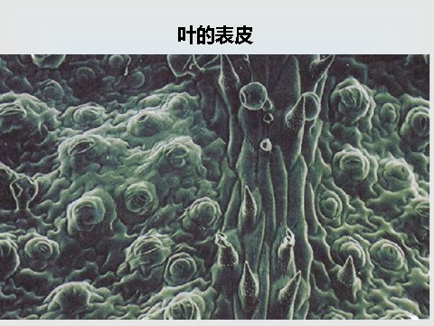 初二下册科学（教科版）新浙教版八下科学4.5植物的叶与蒸腾作用课件ppt第7页