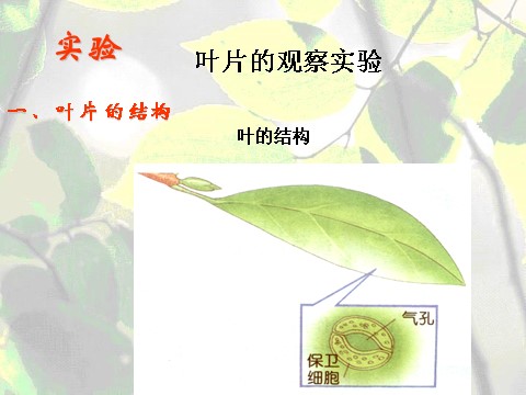 初二下册科学（教科版）八年级科学新浙教版4.5植物的叶与蒸腾作用ppt课件第9页