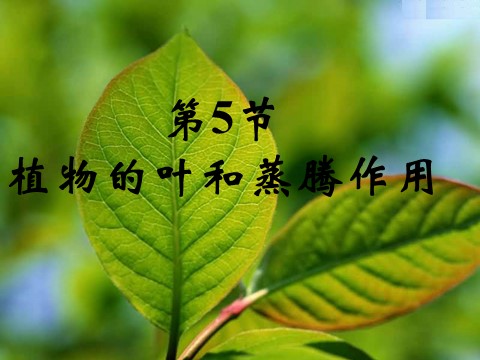 初二下册科学（教科版）浙教版八年级科学公开课植物的叶与蒸腾作用ppt课件第1页