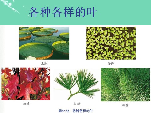 初二下册科学（教科版）浙教版八年级科学公开课植物的叶与蒸腾作用ppt课件第3页