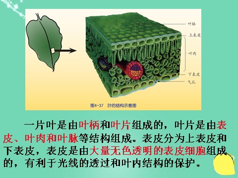 初二下册科学（教科版）浙教版八年级科学公开课植物的叶与蒸腾作用ppt课件第4页