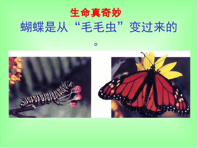 初二下册生物《7.1.2昆虫的生殖和发育》生物第5页