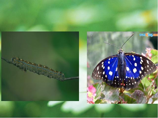 初二下册生物初中生物《7.1.2昆虫的生殖和发育》ppt课件下载第2页
