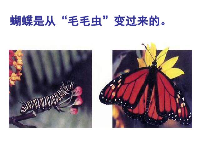初二下册生物生物《7.1.2昆虫的生殖和发育》第3页