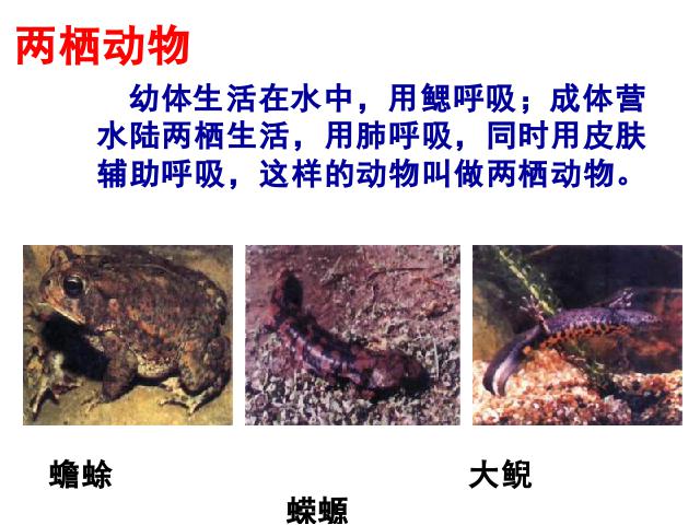 初二下册生物《7.1.3两栖动物的生殖和发育》第3页