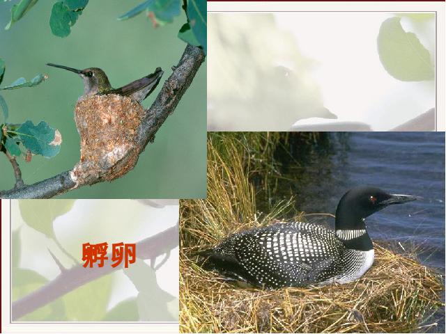 初二下册生物《7.1.4鸟的生殖和发育》第5页