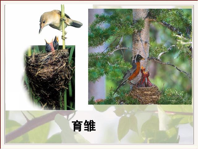 初二下册生物《7.1.4鸟的生殖和发育》第6页