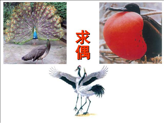 初二下册生物生物《7.1.4鸟的生殖和发育》下载第10页