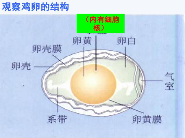 初二下册生物生物《7.1.4鸟的生殖和发育》下载第5页