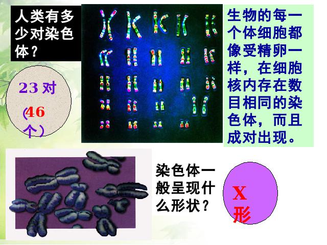 初二下册生物生物《7.2.2基因在亲子代间的传递》（）第8页