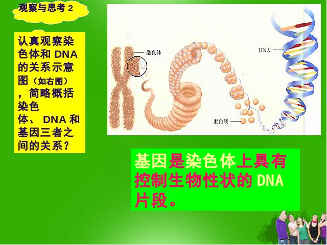 初二下册生物《7.2.2基因在亲子代间的传递》生物第7页