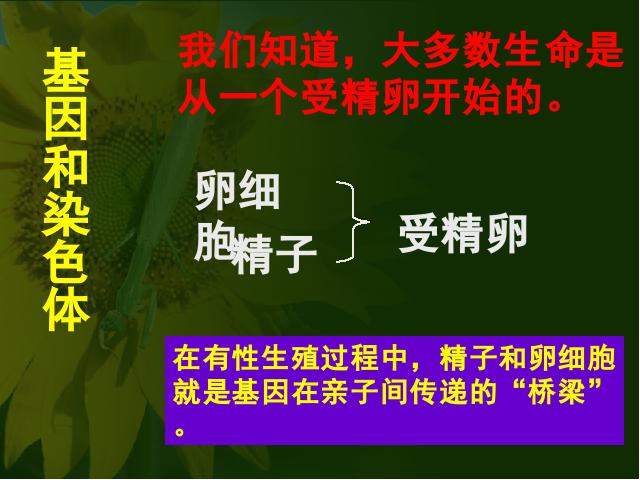 初二下册生物《7.2.2基因在亲子代间的传递》生物第4页