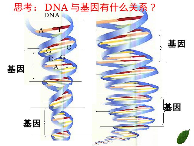 初二下册生物《7.2.2基因在亲子代间的传递》(生物)第7页