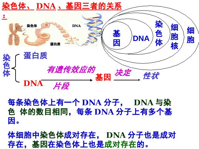 初二下册生物《7.2.2基因在亲子代间的传递》(生物)第8页