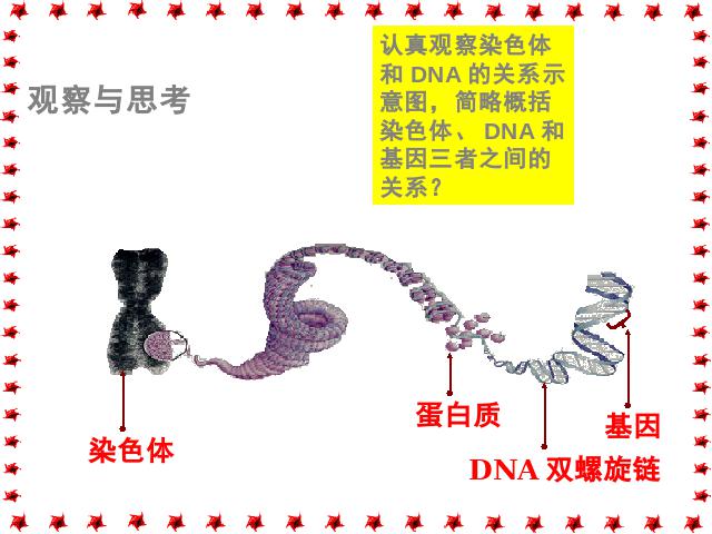 初二下册生物《7.2.2基因在亲子代间的传递》第7页