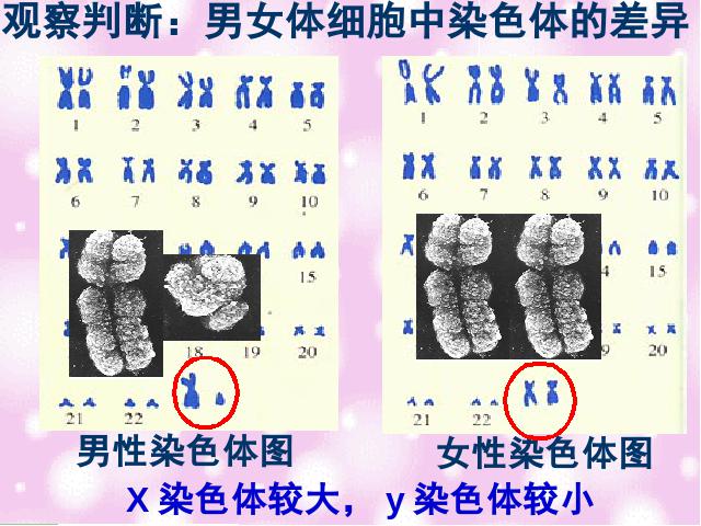 初二下册生物《7.2.4人的性别遗传》生物第6页