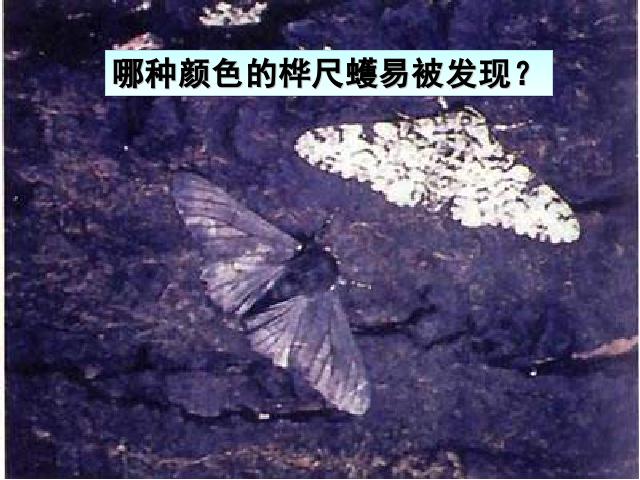 初二下册生物《7.3.3生物进化的原因》(生物)第8页