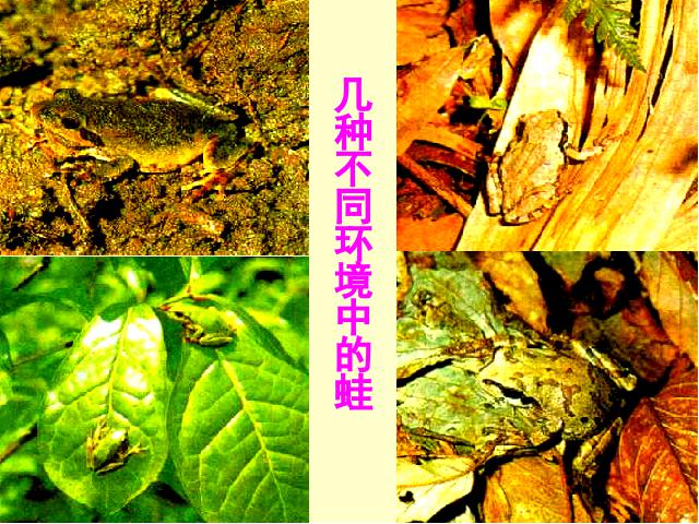 初二下册生物生物《7.3.3生物进化的原因》（）第8页