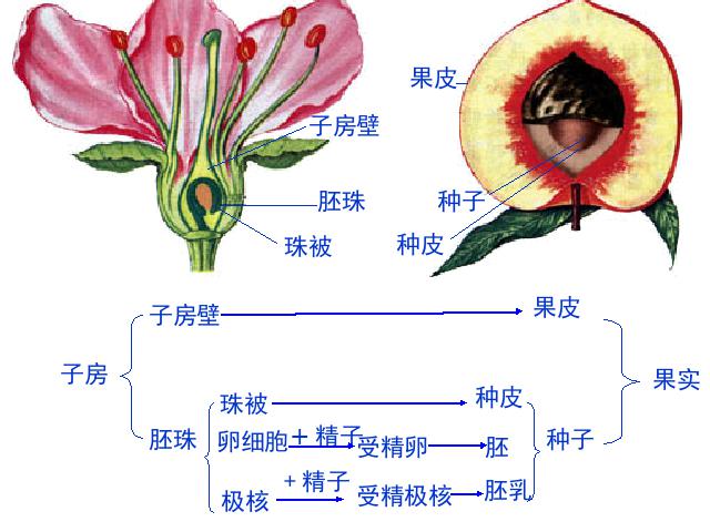 初二下册生物生物《期末资料总复习》第4页