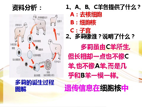 初三下册科学（教科版）教研课1.5遗传与进化ppt课件(新浙教版九下科学)第3页