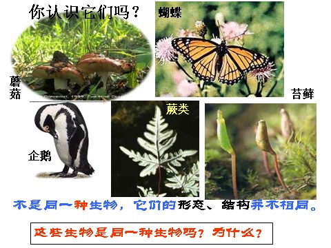 初三下册科学（教科版）新浙教版九年级科学精品2.3生物群落ppt课件第2页