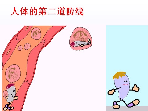 初三下册科学（教科版）新浙教版九年级科学3.3身体的防卫课件ppt第8页