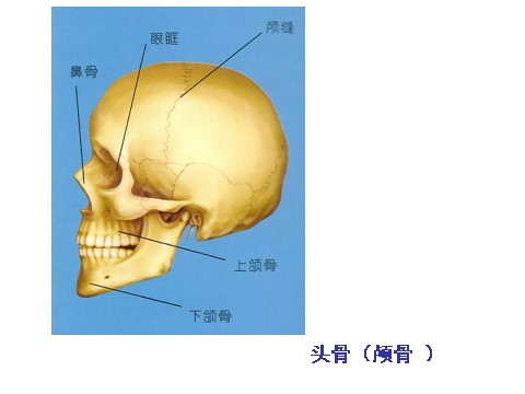 初三下册科学（教科版）新浙教版九下科学3.5人的运动系统和保健课件ppt第4页