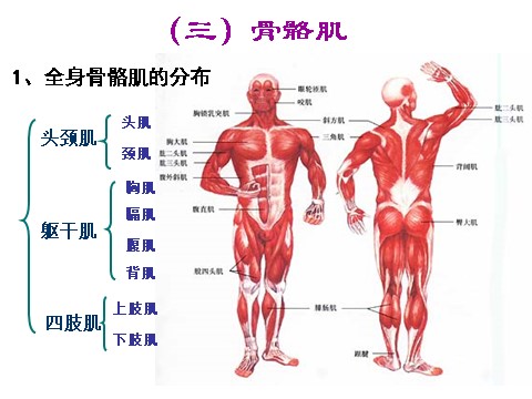 初三下册科学（教科版）新浙教版九年级科学3.5人的运动系统和保健ppt课件第10页