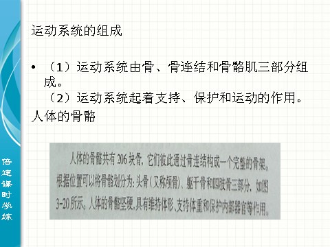 初三下册科学（教科版）浙教版九年级科学公开课3.5人的运动系统和保健ppt课件第2页