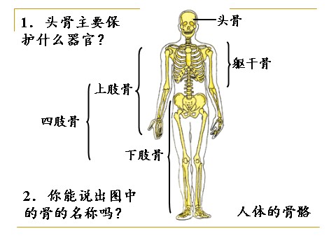 初三下册科学（教科版）新浙教版九下科学3.5人的运动系统和保健ppt课件第4页