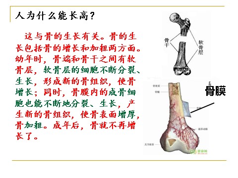 初三下册科学（教科版）新浙教版九下科学3.5人的运动系统和保健ppt课件第9页