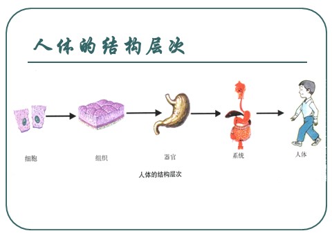 初三下册科学（教科版）九下科学新浙教版3.5人的运动系统和保健ppt课件第1页