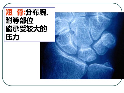 初三下册科学（教科版）九下科学新浙教版3.5人的运动系统和保健ppt课件第10页