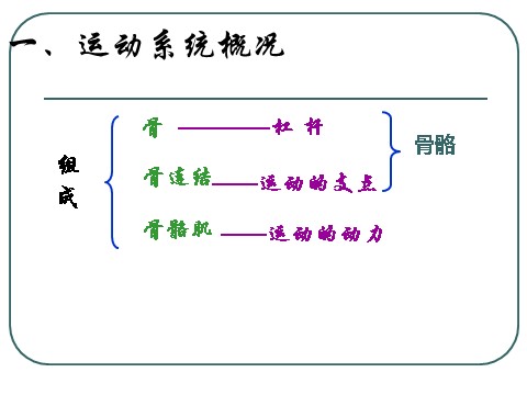 初三下册科学（教科版）九下科学新浙教版3.5人的运动系统和保健ppt课件第3页