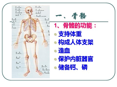 初三下册科学（教科版）九下科学新浙教版3.5人的运动系统和保健ppt课件第5页