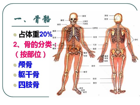 初三下册科学（教科版）九下科学新浙教版3.5人的运动系统和保健ppt课件第6页