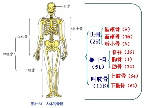 初三下册科学（教科版）九下科学新浙教版3.5人的运动系统和保健ppt课件第7页