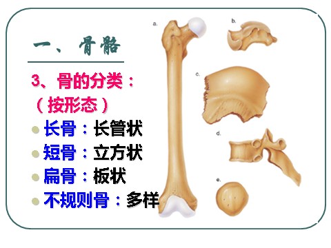 初三下册科学（教科版）九下科学新浙教版3.5人的运动系统和保健ppt课件第8页