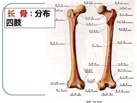 初三下册科学（教科版）九下科学新浙教版3.5人的运动系统和保健ppt课件第9页