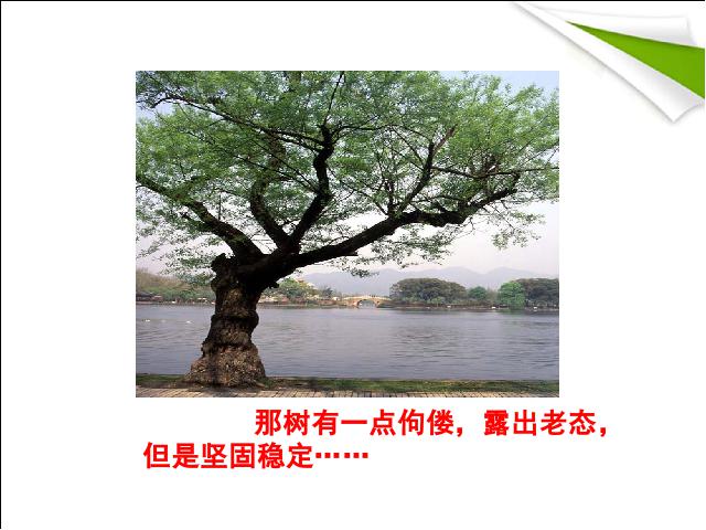 初三下册语文（旧人教版）初中语文第10课《那树》ppt课件下载第4页
